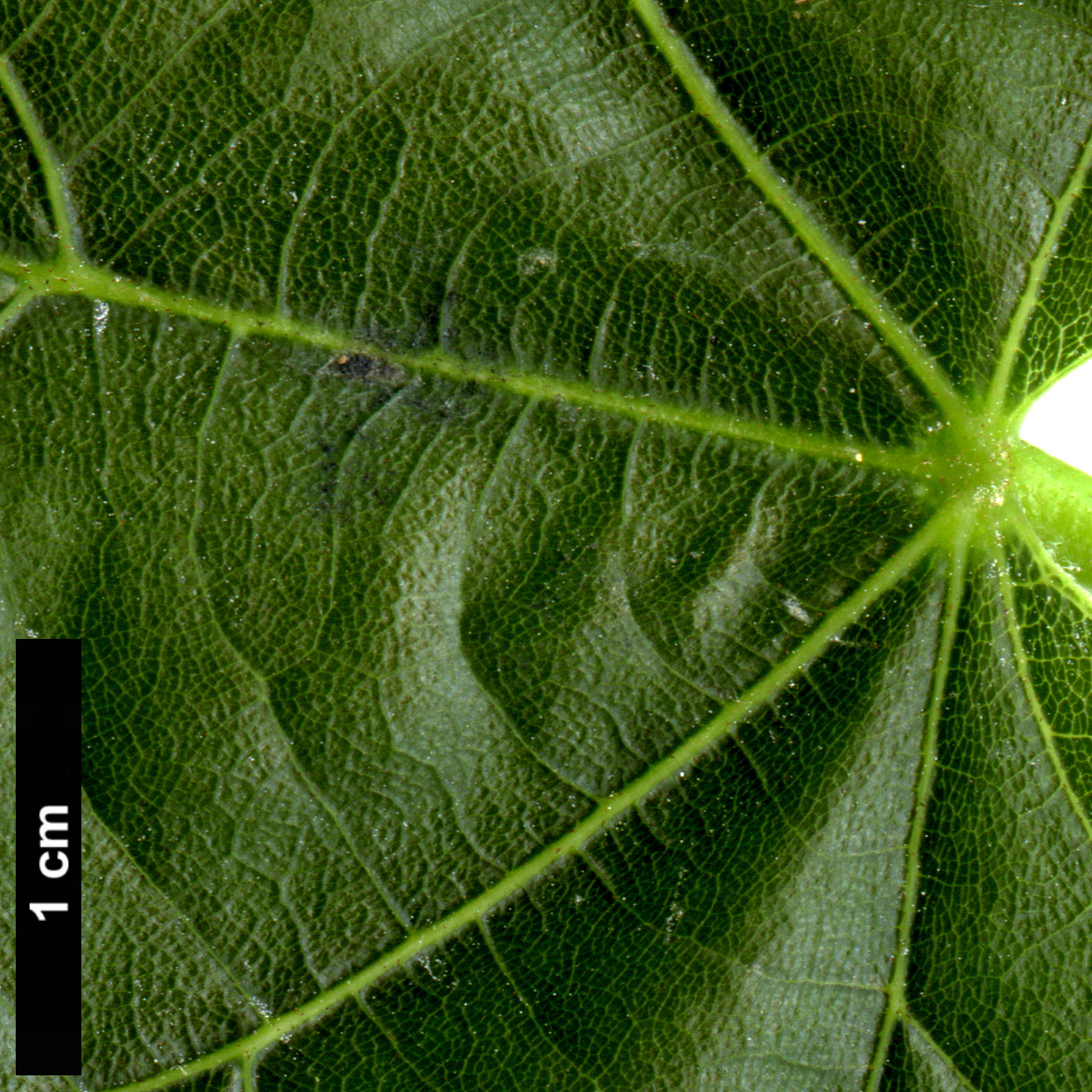 High resolution image: Family: Malvaceae - Genus: Tilia - Taxon: platyphyllos × T.tomentosa